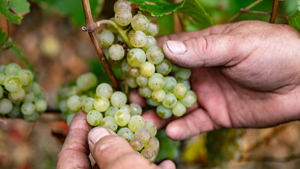 Zwei Hände halten Trauben an einer Weinrebe