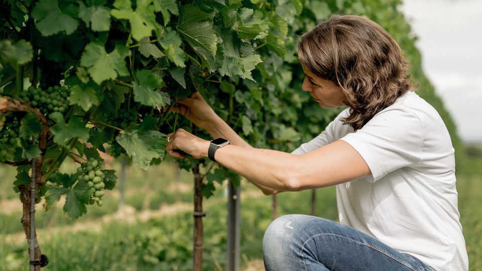 Riesling Weinbau Wein Klimawandel