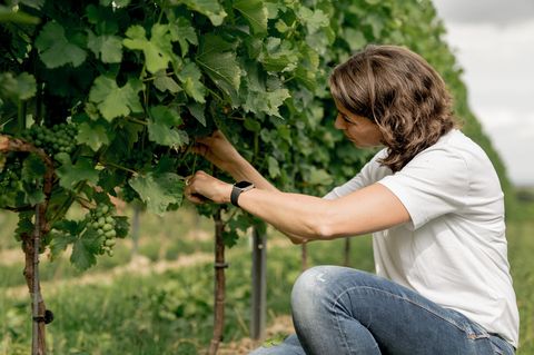 Riesling Weinbau Wein Klimawandel