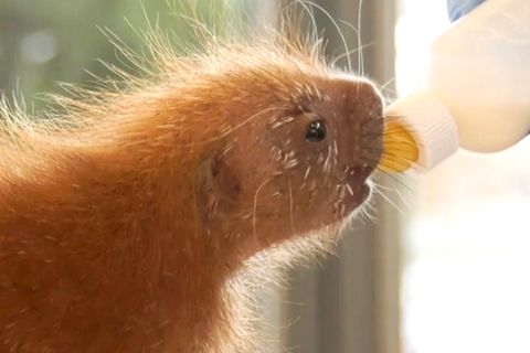 Kleines Stachelschwein wird mit der Flasche großgezogen