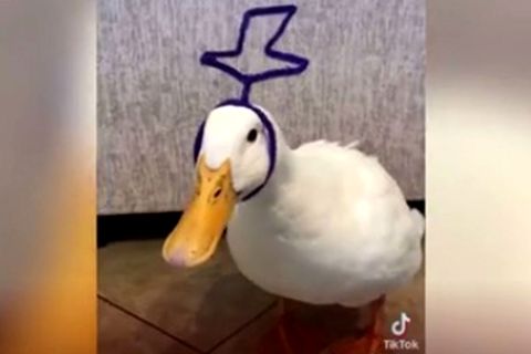 Ente Aflac ist ein Star auf Tiktok
