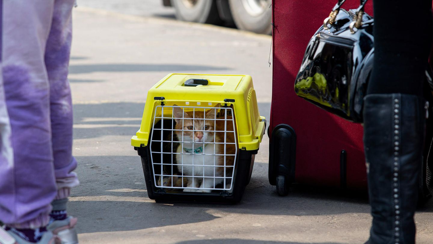 Ein Käfig mit einer weiß-orangen Katze steht auf dem Boden