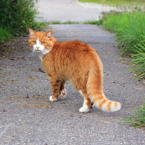 Rote Katze auf einem Gartenweg
