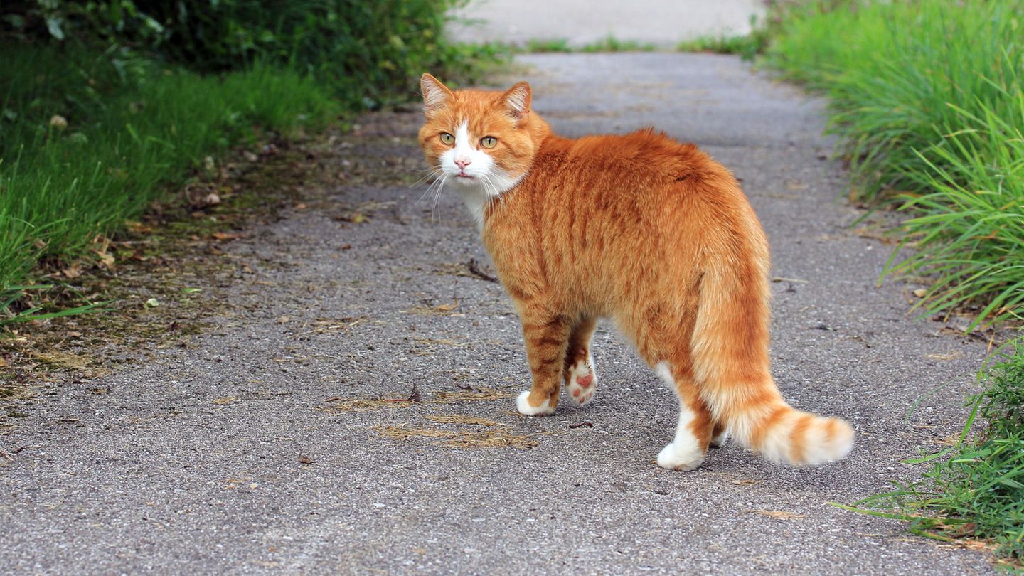Rote Katze auf einem Gartenweg