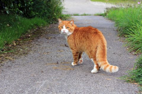 Rote Katze auf einem Gartenweg