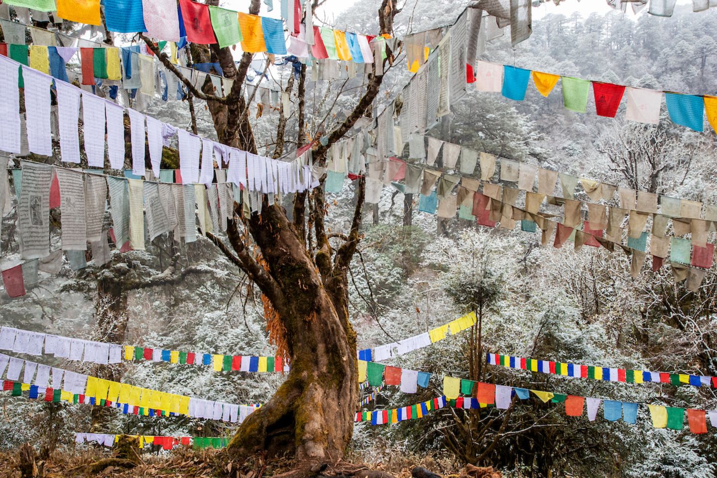 "Bhutanese Prayer Flags in the Blue hour", Christian Ziegler Ein uralter Baum, der mit Gebetsfahnen und Frost bedeckt ist, liegt in der Nähe des Dochula-Passes (Bhutan) auf 3000 Metern Höhe im Himalaya. Der Fotograf stieß nach eigenen Angaben an einem frostigen Morgen im Bergwald, etwa eine Stunde von Thimphu entfernt, der Hauptstadt Bhutans, unerwartet auf diesen Baum – einem heiligen Ort für die Einheimischen. Christian Ziegler ist Fotojournalist mit Schwerpunkt auf Naturgeschichte, Naturschutz und Wissenschaftsgeschichten. Er arbeitet unter anderem als Fotograf für das Max-Planck-Institut für Verhaltensbiologie in Konstanz und schreibt regelmäßig Beiträge für das Magazin "National Geographic".