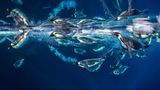 Kaiserpinguine setzen Millionen von Mikrobläschen aus ihren Federn frei, die ihren Körper schmieren und die Reibung verringern, wenn sie durch die kalten Gewässer der Antarktis rasen. Diese einzigartige Fähigkeit ermöglicht es ihnen, bis zu dreimal so schnell zu schwimmen wie sonst – und hilft ihnen bei der Flucht vor hungrigen Leopardenrobben, die in den Tiefen lauern.      Paul Nicklen ist ein kanadischer Fotograf, Filmemacher und Meeresbiologe, der seit über 20 Jahren die Schönheit und Not unseres Planeten dokumentiert.