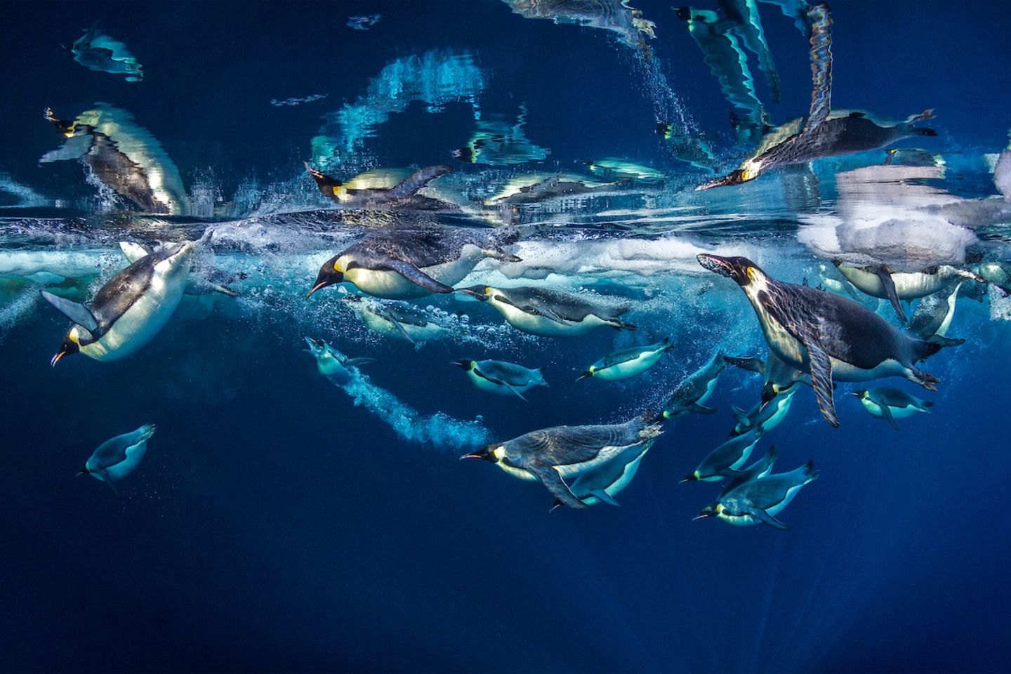 "Emperor Reflections", Paul Nicklen Kaiserpinguine setzen Millionen von Mikrobläschen aus ihren Federn frei, die ihren Körper schmieren und die Reibung verringern, wenn sie durch die kalten Gewässer der Antarktis rasen. Diese einzigartige Fähigkeit ermöglicht es ihnen, bis zu dreimal so schnell zu schwimmen wie sonst – und hilft ihnen bei der Flucht vor hungrigen Leopardenrobben, die in den Tiefen lauern. Paul Nicklen ist ein kanadischer Fotograf, Filmemacher und Meeresbiologe, der seit über 20 Jahren die Schönheit und Not unseres Planeten dokumentiert.