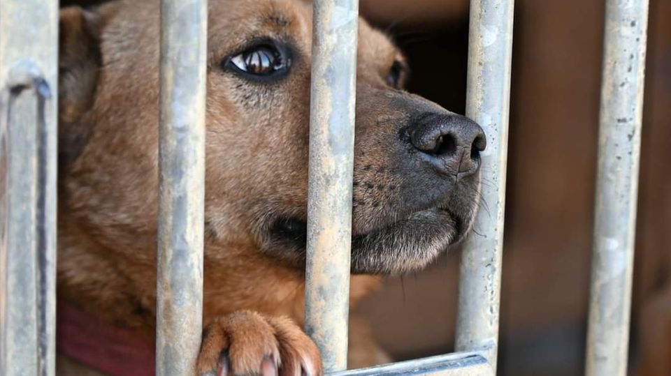Hunde in der Ukraine Hund schaut durch Gitterstäbe