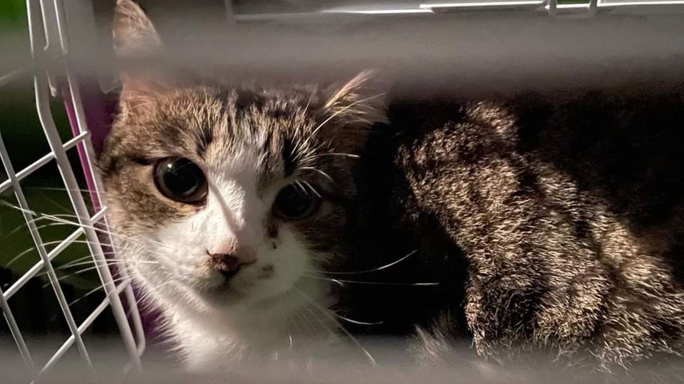 Katzen aus der Ukraine Katze schaut durch eine Transportbox