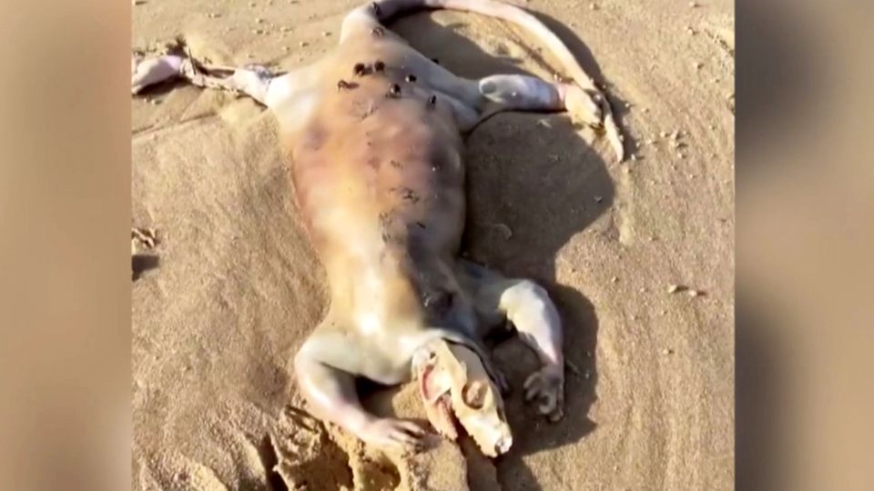 Mysterious creatures: strange bodies found on beach in Australia