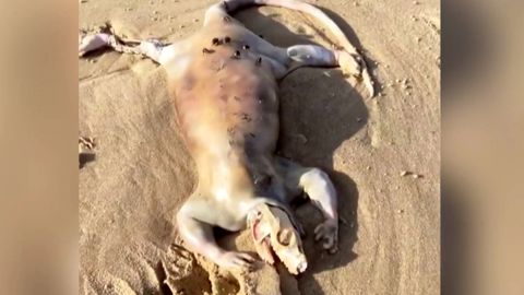Mysteröse Kreatur: Strandbesucher finden seltsamen Kadaver an Strand in Australien
