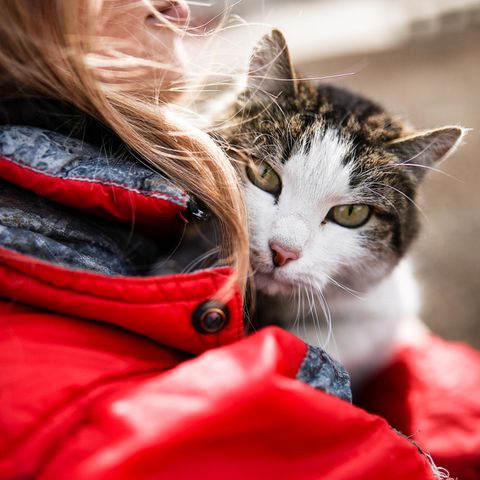 Eine Katze auf dem Arm einer Frau