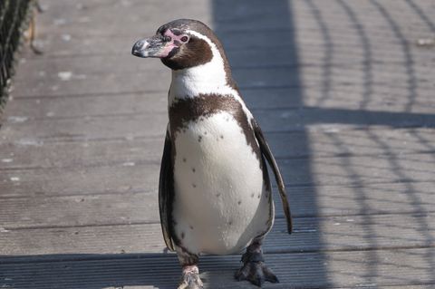 Krefeld Zoo