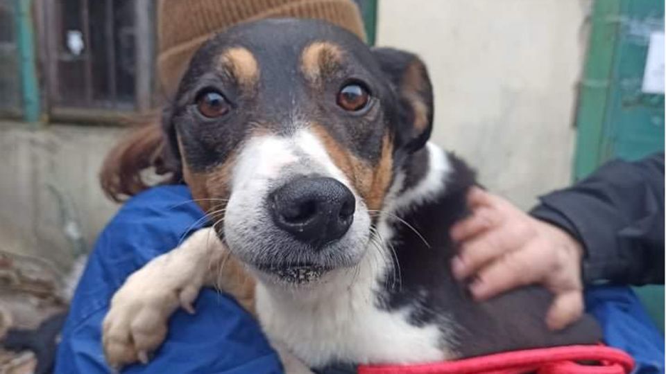 Hund im Arm Eine Frau hält einen Hund im Arm, der neugierig in die Kamera guckt