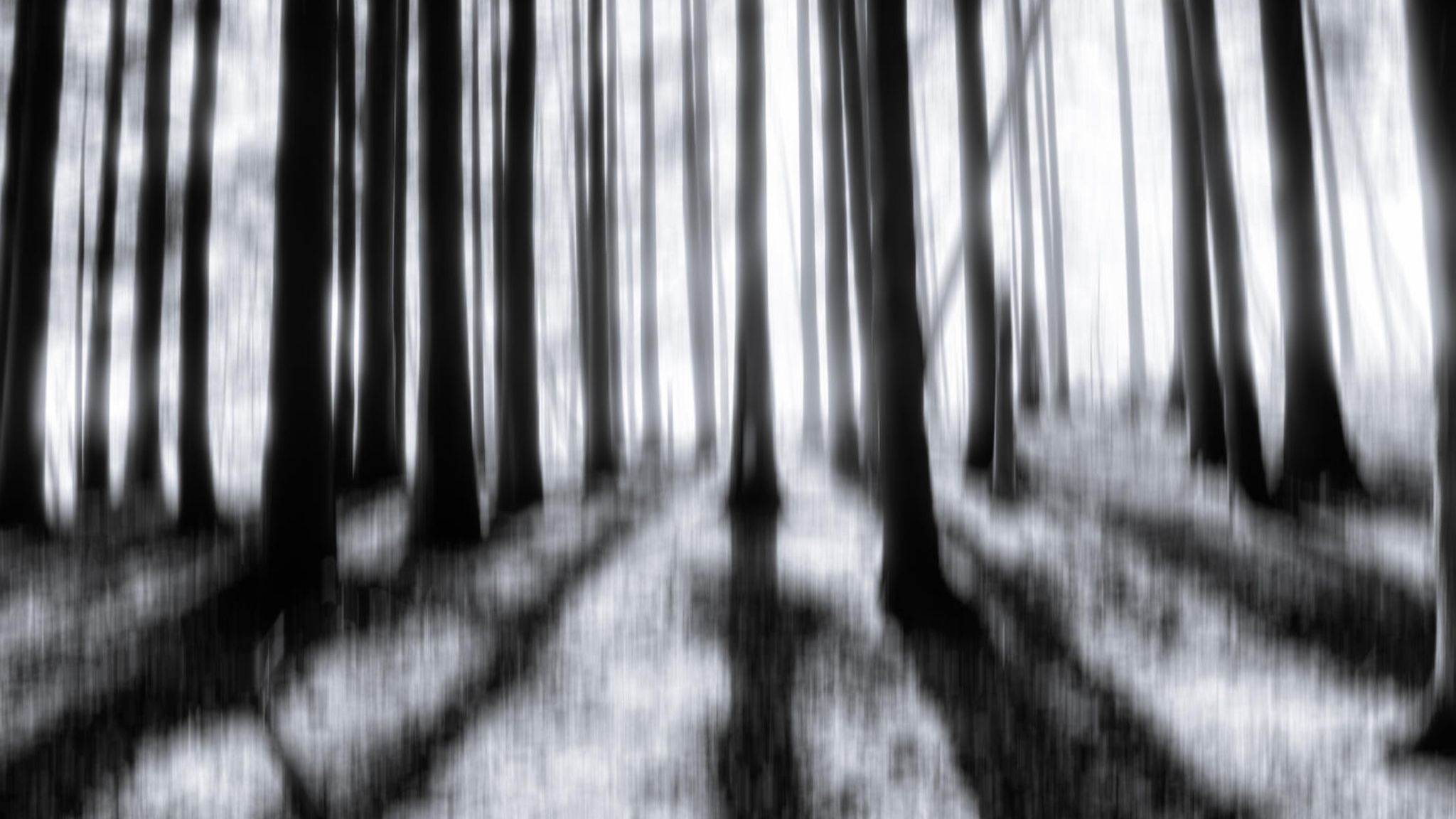 Unscharfes Foto eines Waldes