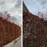 Die 64-fache Farbdarstellung, zu der das Oneplus 10 Pro laut Hersteller in der Lage sein soll, bemerkt man leider kaum. Dafür fällt im Vergleich zum iPhone 13 Pro Max (rechts) eine deutlich wärmere Darstellung der Farben auf.