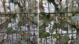 Bei der Tiefenunschärfe (Bokeh) hat das iPhone klar die Nase vorn. Trotzdem wirkt das Bild des Oneplus (links) immer noch sehr natürlich.