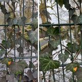 Bei der Tiefenunschärfe (Bokeh) hat das iPhone klar die Nase vorn. Trotzdem wirkt das Bild des Oneplus (links) immer noch sehr natürlich.