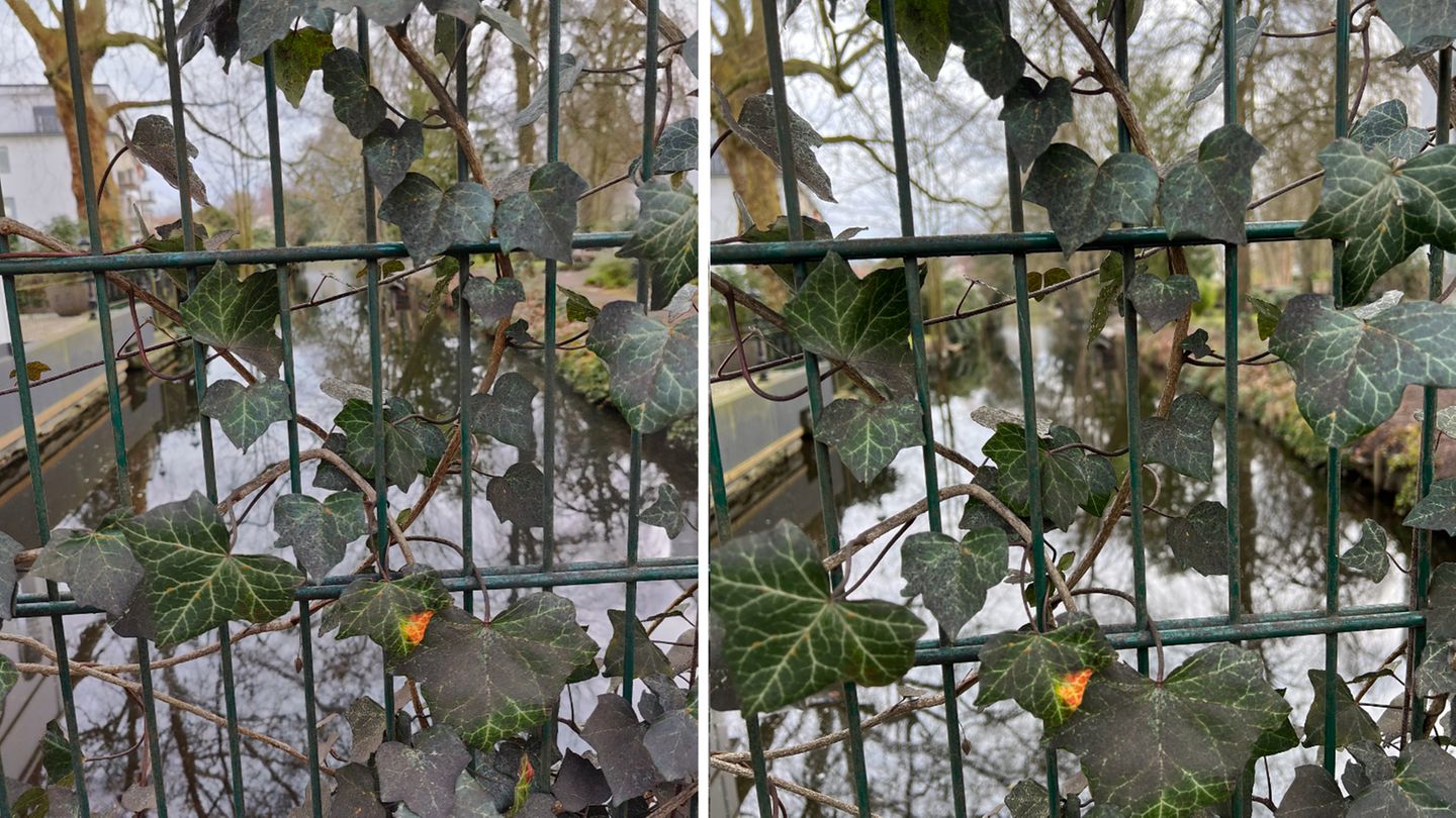 Bei der Tiefenunschärfe (Bokeh) hat das iPhone klar die Nase vorn. Trotzdem wirkt das Bild des Oneplus (links) immer noch sehr natürlich.