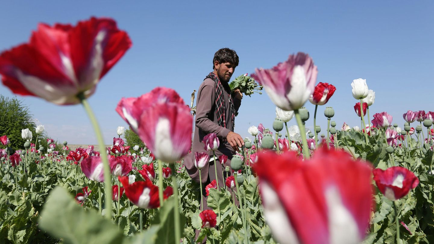 Ein Mann pflückt Mohn auf einem Feld in Afghanistan (Aufnahme von 2014)
