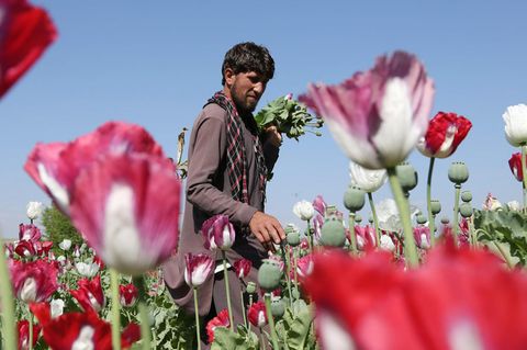 Ein Mann pflückt Mohn auf einem Feld in Afghanistan (Aufnahme von 2014)