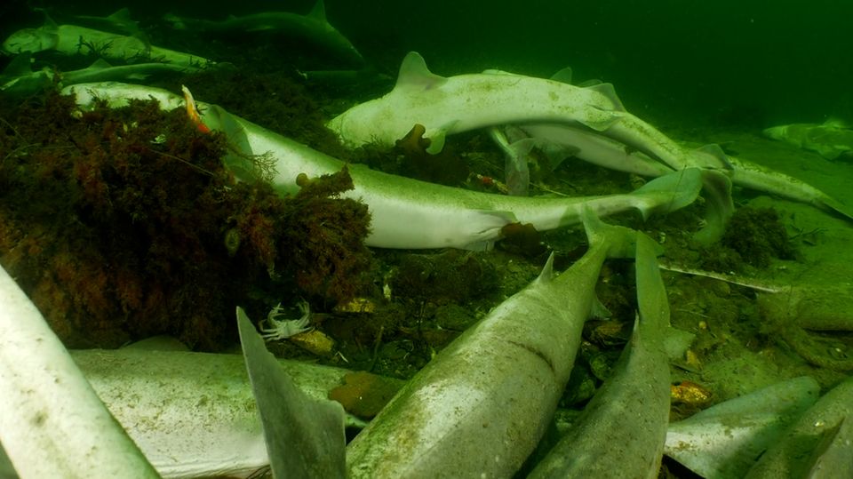 Hai-Friedhof: Studenten entdecken 60 Heringshaie in Hafen von Schweden
