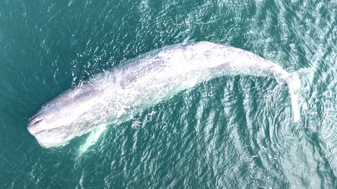 Drohnenvideo zeigt spektakuläre Rettung eines 50 Tonnen schweren Wals