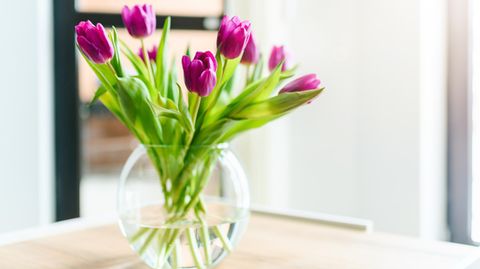 Tulpen: Mit diesem Trick hält Ihr Frühlingsstrauß besonders lange