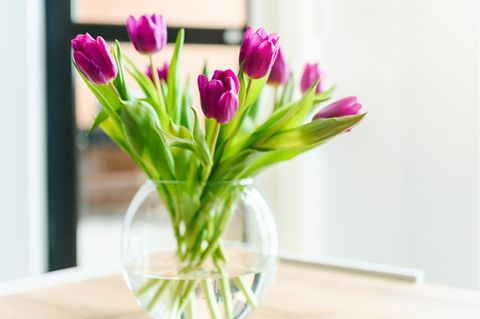 Tulpen: Mit diesem Trick hält Ihr Frühlingsstrauß besonders lange