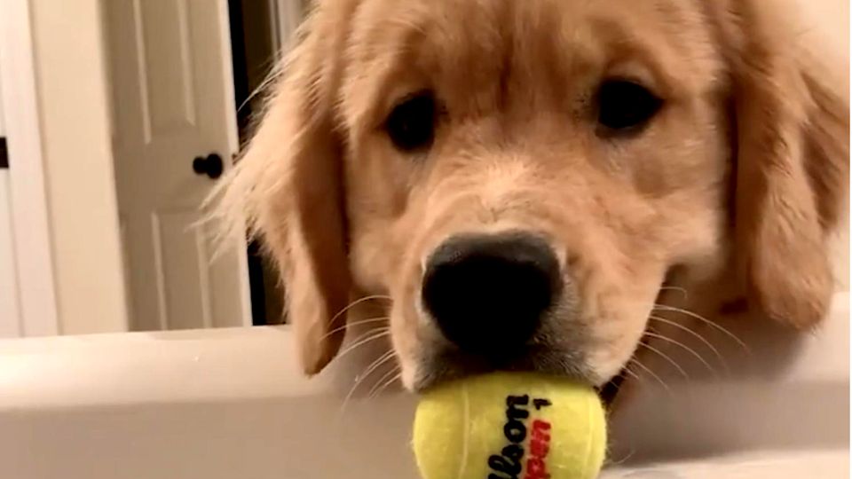 Süßes Hundevideo: Golden Retriever entdeckt Badewanne als Spielzeug