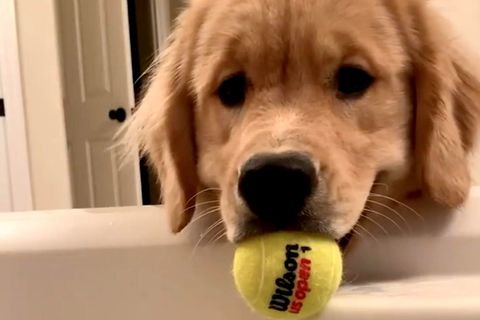 Süßes Hundevideo: Golden Retriever entdeckt Badewanne als Spielzeug