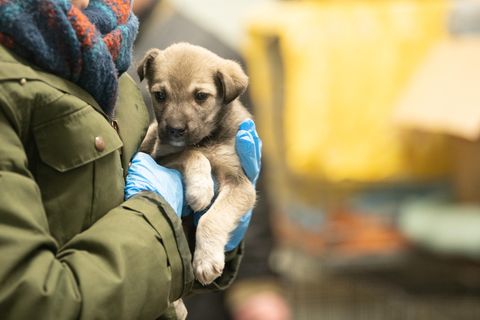 Hundewelpen sind ein lukratives Geschäft