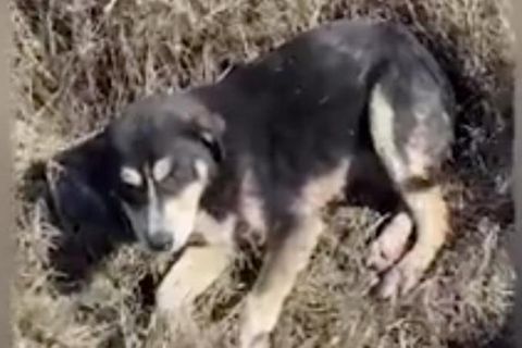 Zwei Hunde liegen in Kofferraum, der eine hat Verbände.