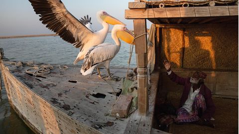 Pakistan - Jedem sein Vogel: Ein alter Fischer spielt mit einem Pelikanpaar, das er auf seinem Hausboot hält