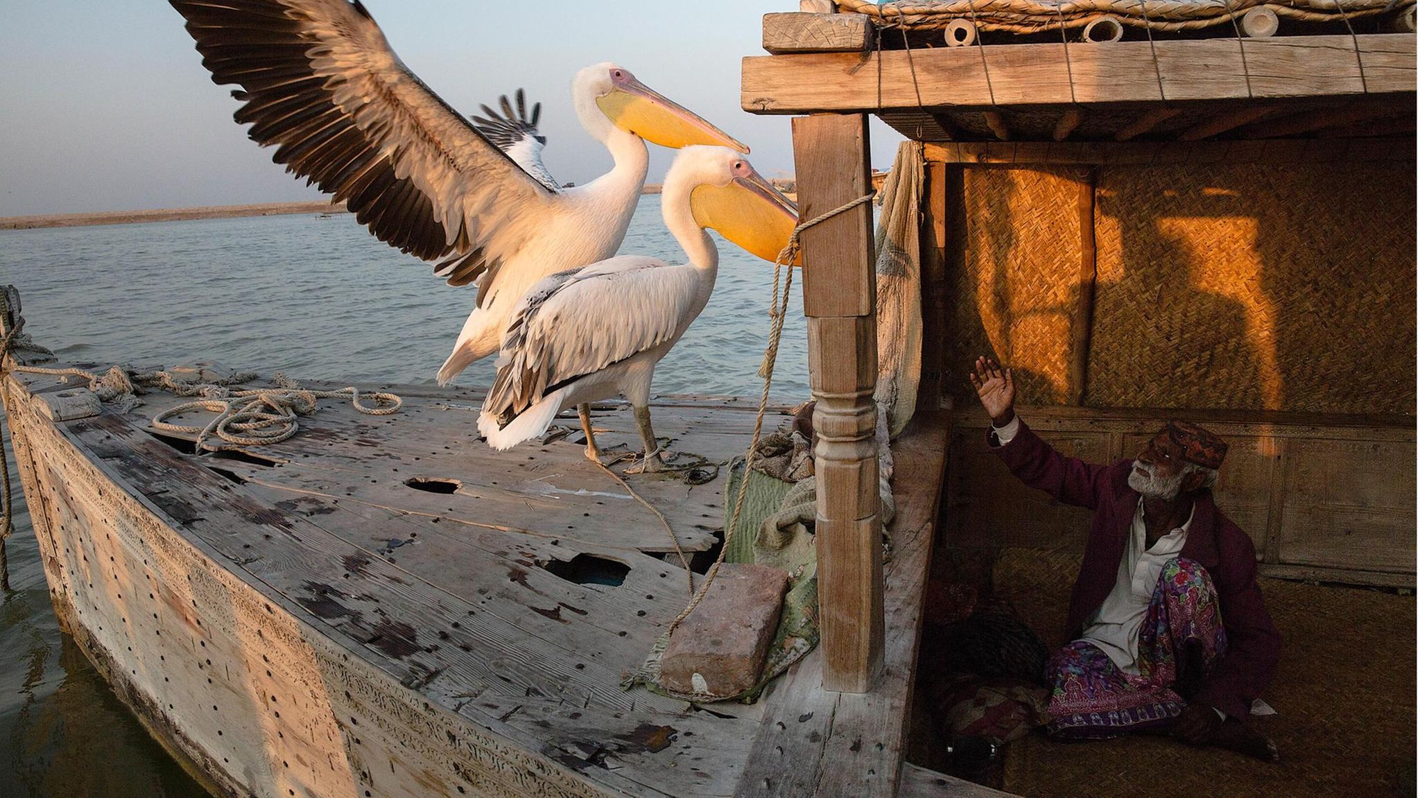 Pakistan - Jedem sein Vogel: Ein alter Fischer spielt mit einem Pelikanpaar, das er auf seinem Hausboot hält