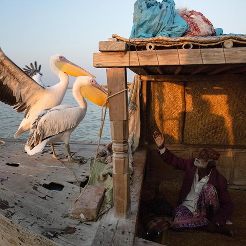 Pakistan - Jedem sein Vogel: Ein alter Fischer spielt mit einem Pelikanpaar, das er auf seinem Hausboot hält