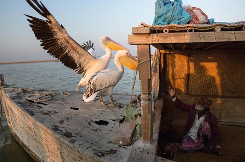 Pakistan - Jedem sein Vogel: Ein alter Fischer spielt mit einem Pelikanpaar, das er auf seinem Hausboot hält
