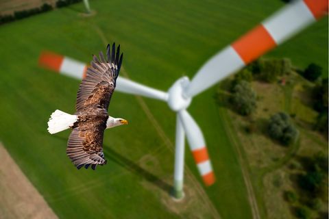 Adler fligt an Windrad vorbei