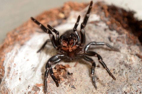 Die Sydney-Trichternetzspinne