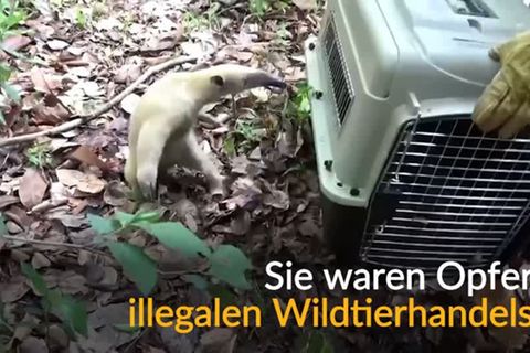 Video: Endlich wieder frei