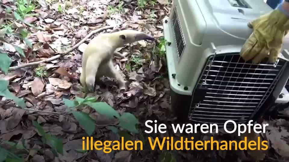 Video: Endlich wieder frei Video: Endlich wieder frei