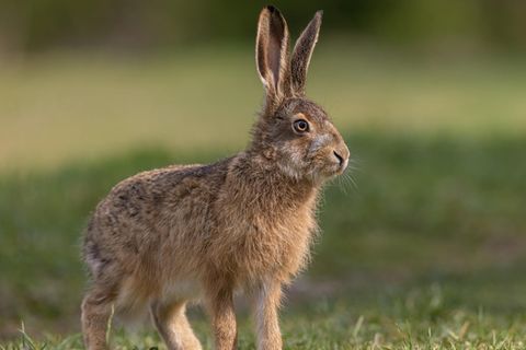 Ostern: Sein Name ist Hase