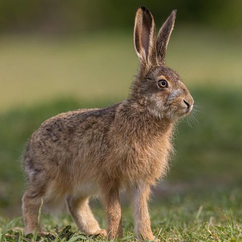 Ostern: Sein Name ist Hase