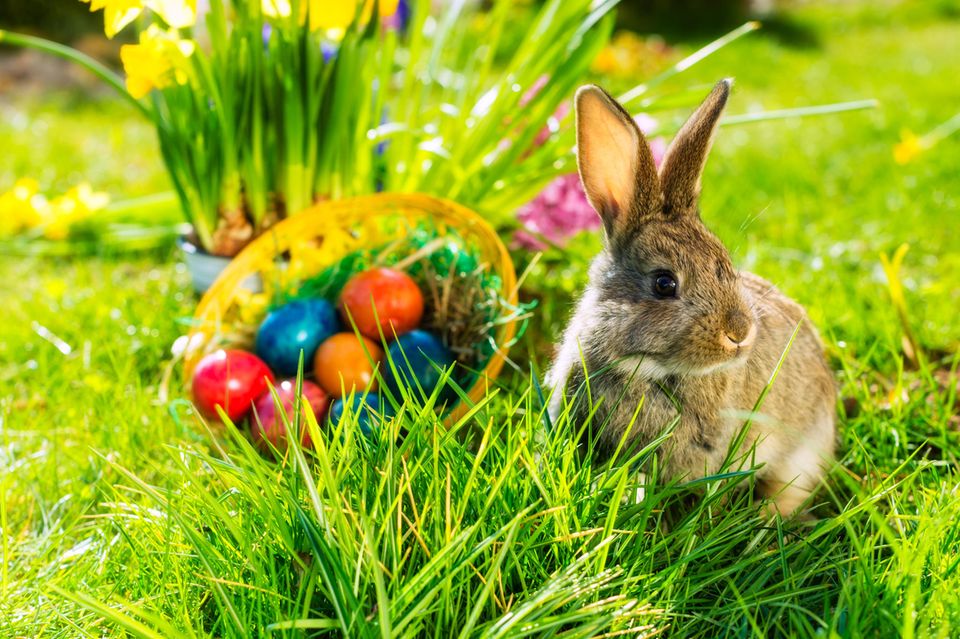 Die Eier bringt der Osterhase, doch vor ihm sollen auch der Fuchs, der Kuckuck oder der Storch Eier gebracht haben