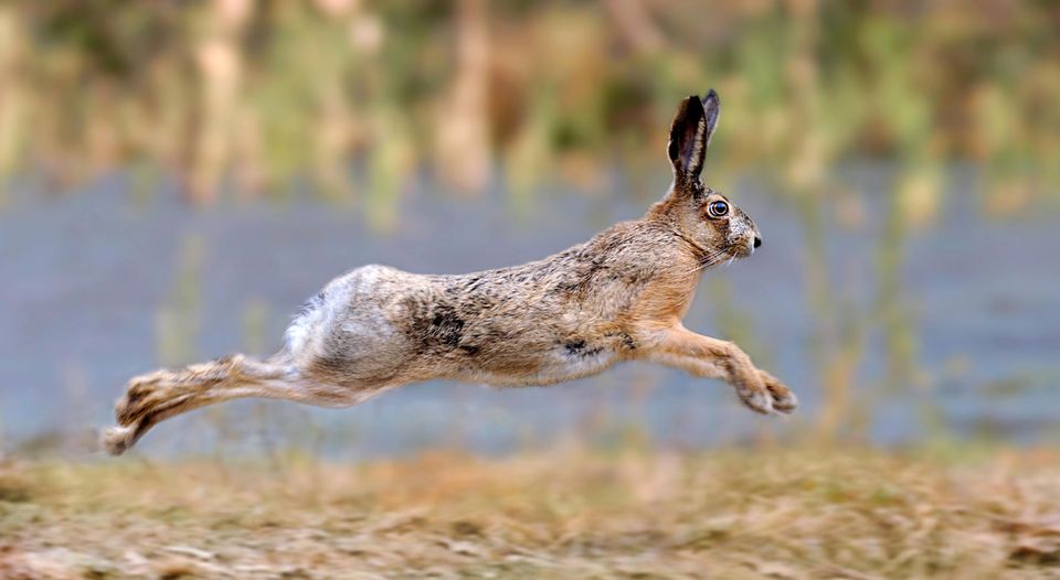 Mit einer Geschwindigkeit bis zu 80 km/h kann der Hase rennen