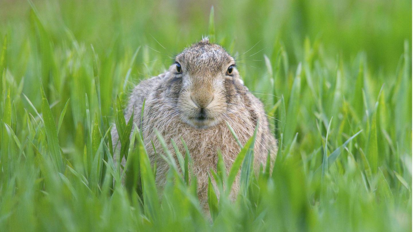 Osterhase im Gras: Ein Feldhase sitzt im Grünen