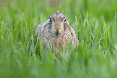Osterhase im Gras: Ein Feldhase sitzt im Grünen