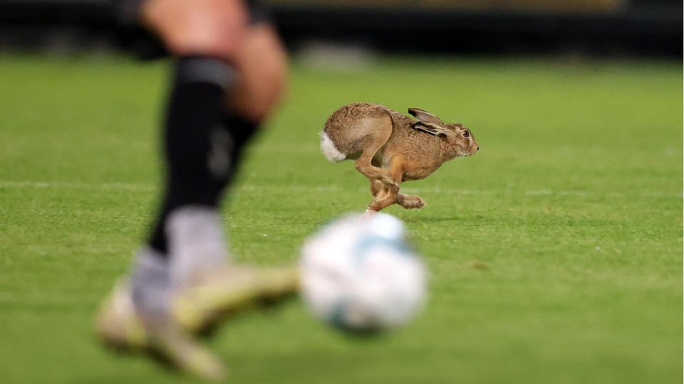 Ein "Osterhase" im Sprint über einen Fußballplatz