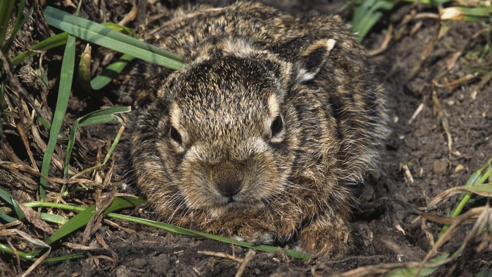 Kleiner Osterhase: ein graubraunes Feldhasen-Baby in seinem Versteck am Boden